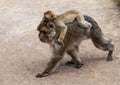 Barbary Macaques. Royalty Free Stock Photo