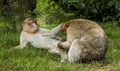 Barbary Macaques.