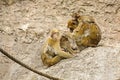 Barbary macaques family Royalty Free Stock Photo
