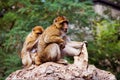 Barbary Macaques family Royalty Free Stock Photo