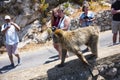 Tourist watch barbary macaques in Gibraltar