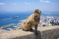 Tourist watch barbary macaques in Gibraltar