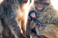 Barbary Macaques