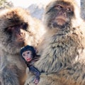 Barbary Macaques Royalty Free Stock Photo