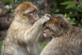 Barbary macaques grooming Royalty Free Stock Photo