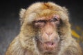 Barbary Macaques Macaca sylvanus Royalty Free Stock Photo