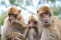 Barbary Macaques Macaca sylvanus Royalty Free Stock Photo