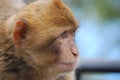 Barbary Macaques Macaca sylvanus Royalty Free Stock Photo