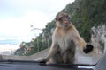 Barbary Macaques Macaca sylvanus Royalty Free Stock Photo