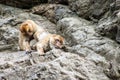 Barbary macaques Royalty Free Stock Photo