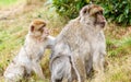 Barbary Macaques (Macaca sylvanus), grooming. Royalty Free Stock Photo