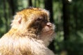 Barbary Monkey Royalty Free Stock Photo