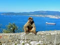 Barbary monkey ape and Aerial View Rock of Gibraltar, Europe Royalty Free Stock Photo