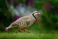 Barbary partridge, Alectoris barbara, bird in the green grass with blurred violet flower at the background, animal in the nature h Royalty Free Stock Photo