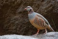 Barbary Partridge - Alectoris Barbara Is Gamebird In The Pheasant Family Phasianidae Of The Order Galliformes. It Is Native To