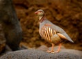 Barbary Partridge - Alectoris barbara is gamebird in the pheasant family Phasianidae of the order Galliformes. It is native to Royalty Free Stock Photo