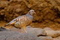 Barbary Partridge - Alectoris barbara is gamebird in the pheasant family Phasianidae of the order Galliformes. It is native to Royalty Free Stock Photo