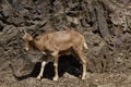 Barbary sheep Royalty Free Stock Photo