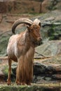 Barbary Sheep