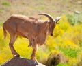 Barbary Sheep Royalty Free Stock Photo