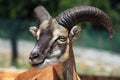 Barbary sheep Royalty Free Stock Photo