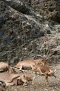 Barbary sheep