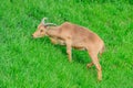 Barbary sheep, also known as aoudad is a species of caprine native to rocky mountains in North Africa. Six subspecies