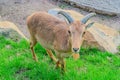 Barbary sheep, also known as aoudad is a species of caprine native to rocky mountains in North Africa. Six subspecies Royalty Free Stock Photo
