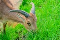 Barbary sheep, also known as aoudad is a species of caprine native to rocky mountains in North Africa. Six subspecies Royalty Free Stock Photo