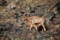 Barbary sheep (Ammotragus lervia) Royalty Free Stock Photo