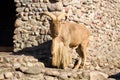 The Barbary sheep or Ammotragus lervia aoudad species of caprine endemic to rocky mountains in North Africa. Over Royalty Free Stock Photo