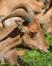The Barbary sheep Ammotragus lervia Royalty Free Stock Photo