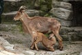 Barbary sheep (Ammotragus lervia). Royalty Free Stock Photo