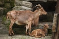 Barbary sheep (Ammotragus lervia). Royalty Free Stock Photo