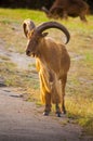 Barbary sheep (Ammotragus lervia) Royalty Free Stock Photo