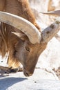 A Barbary Sheep  Ammotragus lervia head close up in the rocks of Morocco portrait view Royalty Free Stock Photo