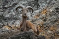 Barbary Sheep, Ammotragus lervia, Morroco, Africa. Animal in the nature rock habitat. Wild sheep on the stone, horn animal in the Royalty Free Stock Photo