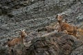 Barbary Sheep, Ammotragus lervia, Morroco, Africa. Animal in the nature rock habitat. Wild sheep on the stone, horn animal in the Royalty Free Stock Photo