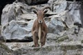 Barbary sheep (Ammotragus lervia) Royalty Free Stock Photo