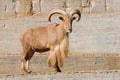 Arrui also known as Barbary Sheep Royalty Free Stock Photo