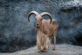 Barbary sheep Royalty Free Stock Photo