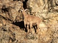 the Barbary sheep, Ammotragus lervia, stands on a steep rock and observes the surroundings