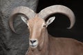 Barbary sheep Ammotragus lervia. Royalty Free Stock Photo