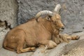 Barbary sheep Ammotragus lervia Royalty Free Stock Photo