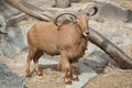 Barbary sheep (Ammotragus lervia). Royalty Free Stock Photo