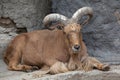 Barbary sheep (Ammotragus lervia). Royalty Free Stock Photo