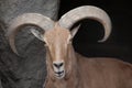 Barbary sheep Ammotragus lervia.