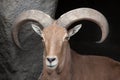 Barbary sheep Ammotragus lervia. Royalty Free Stock Photo