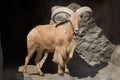 Barbary sheep Ammotragus lervia. Royalty Free Stock Photo