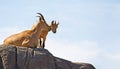 Barbary Sheep (Aoudad) Royalty Free Stock Photo